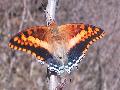 Charaxes jasius.JPG